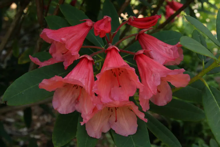 Photo of R. 'Old Copper', Rhododendron Hybrid