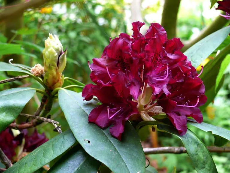 Photo of R. 'Old Port', Rhododendron Hybrid