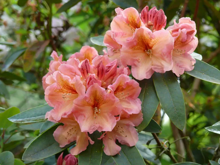 Photo of R. 'Olga', Rhododendron Hybrid