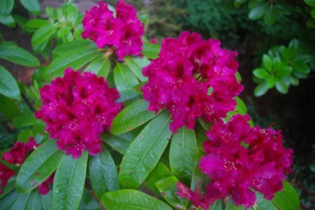 Photo of R. 'Olin O. Dobbs', Rhododendron Hybrid