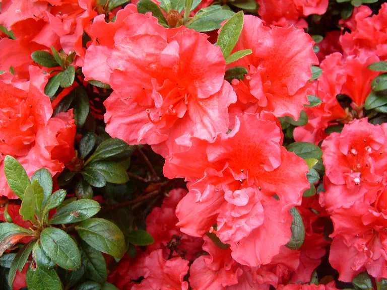 Photo of R. 'Harkwood Red', Rhododendron Hybrid