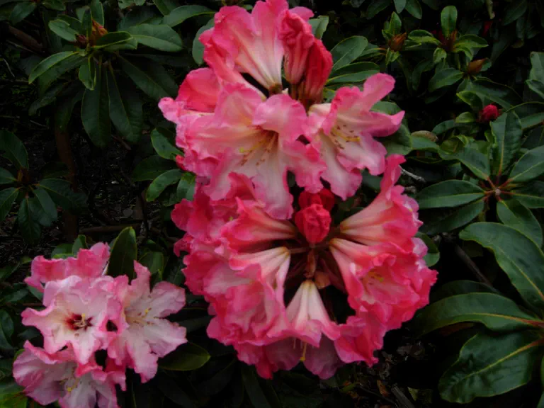 Photo of R. 'Ooh Gina', Rhododendron Hybrid