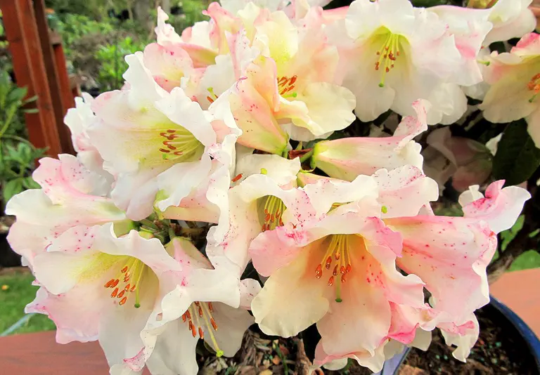 Photo of R. 'Opal Dawn', Rhododendron Hybrid