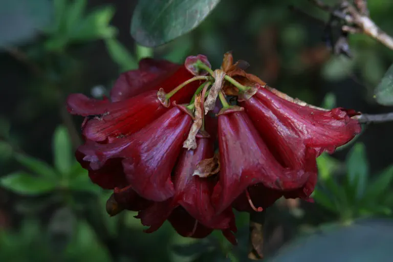Photo of R. 'Oporto', Rhododendron Hybrid