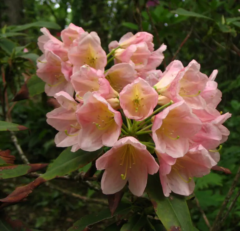 Photo of R. 'Orange Honey', Rhododendron Hybrid