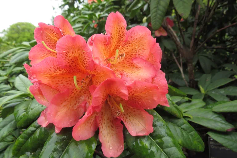 Photo of R. 'Orangengold', Rhododendron Hybrid