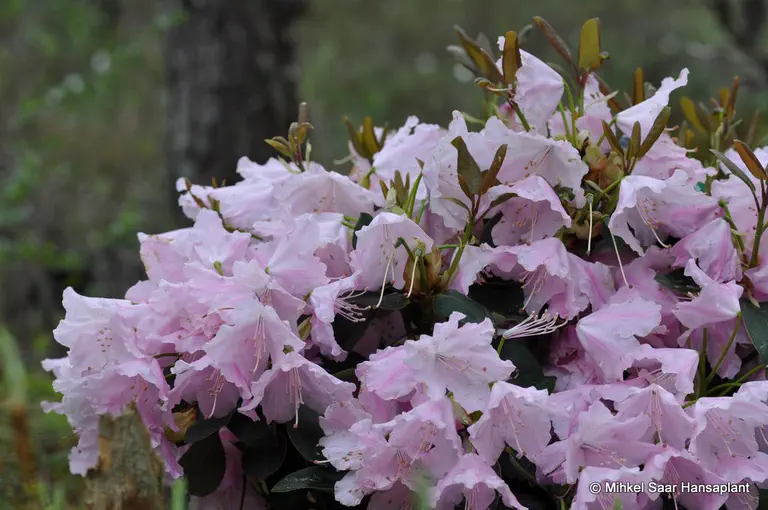 Photo of R. 'Osmar', Rhododendron Hybrid