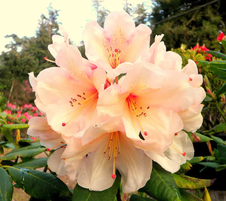 Photo of R. 'Ostbo's Low Yellow', Rhododendron Hybrid