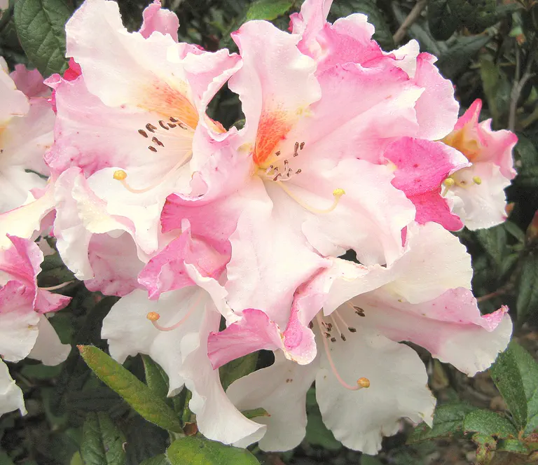 Photo of R. 'Harry Tagg', Rhododendron Hybrid