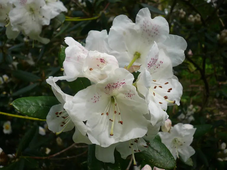 Photo of R. aberconwayi 'Westhaven', Rhododendron Species Selection