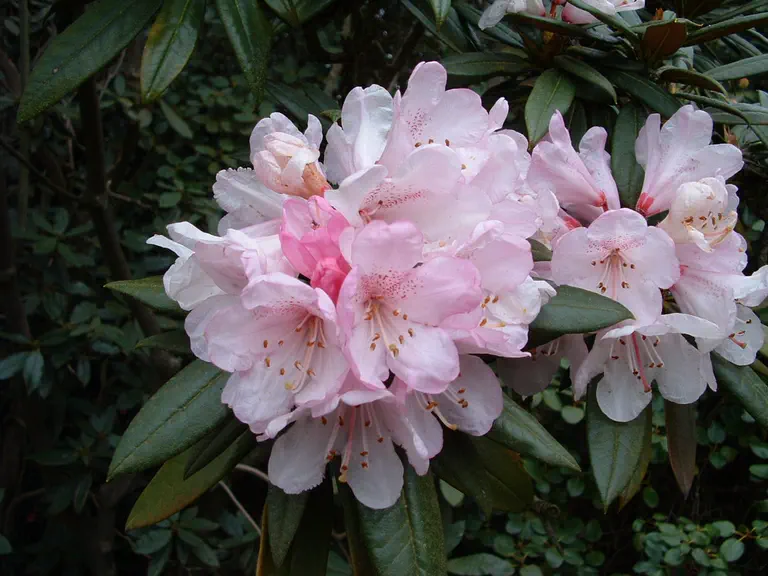 Photo of R. adenogynum 'Kristy', Rhododendron Species Selection