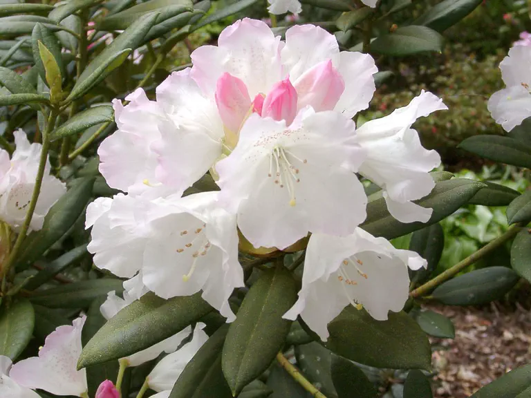 Photo of R. 'Coconut Ice', Rhododendron Hybrid
