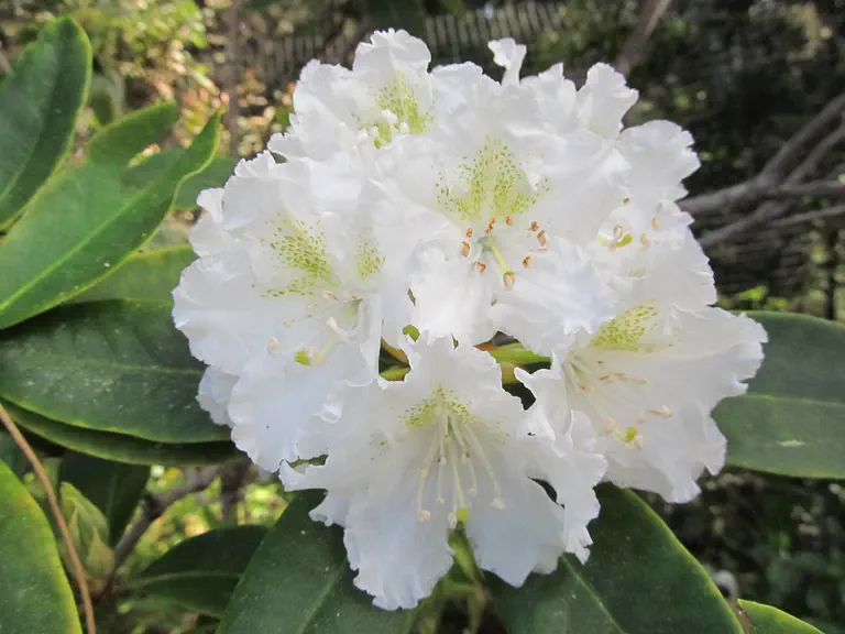 Photo of R. macrophyllum 'Albion Ridge', Rhododendron Species Selection