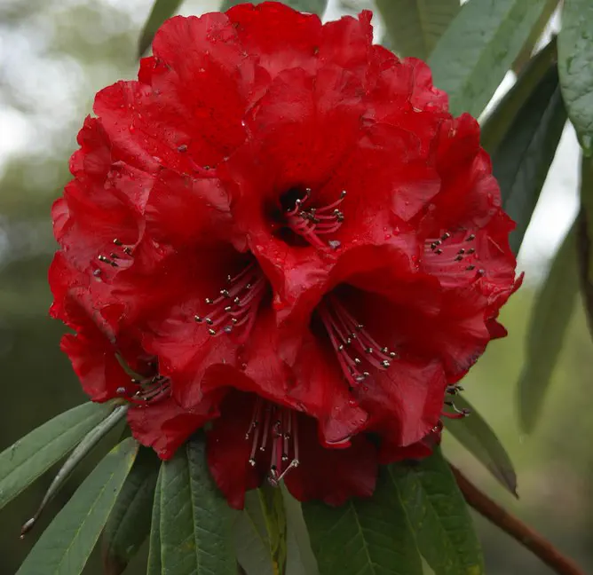 Photo of R. arboreum ssp arboreum 'Blood Red', Rhododendron Species Selection