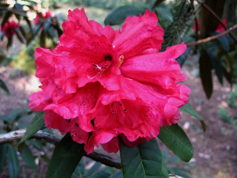 Photo of R. arboreum ssp arboreum 'Rubaiyat', Rhododendron Species Selection