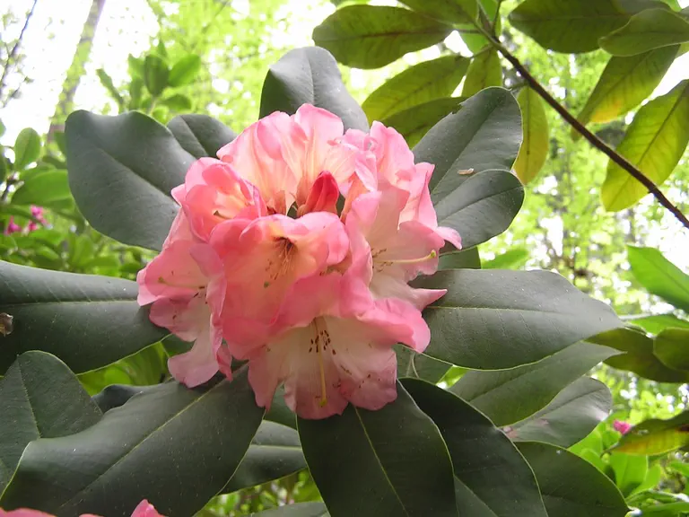 Photo of R. 'Hazel Fisher', Rhododendron Hybrid