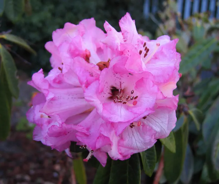 Rhododendron Tony Schilling photo