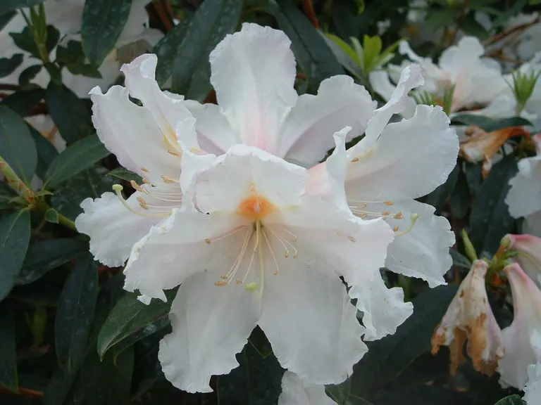 Photo of R. veitchianum Cubittii Group 'Ashcombe', Rhododendron Species Selection
