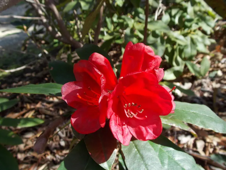 Photo of R. 'Helen B', Rhododendron Hybrid