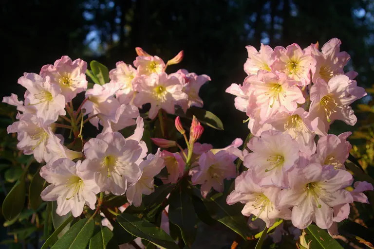 Photo of R. decorum ssp decorum 'Attar', Rhododendron Species Selection