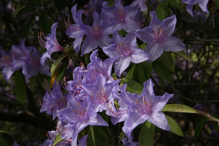 Photo of R. augustinii ssp augustinii 'Barto Blue', Rhododendron Species Selection