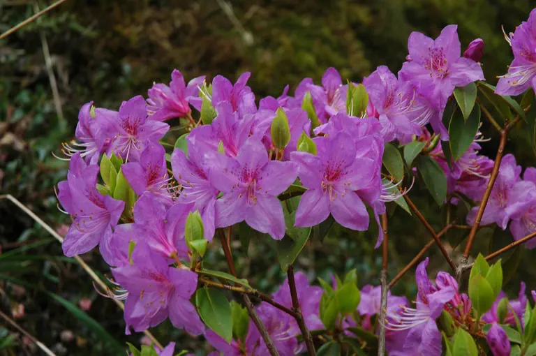 Photo of R. augustinii ssp augustinii 'Blue Cloud', Rhododendron Species Selection