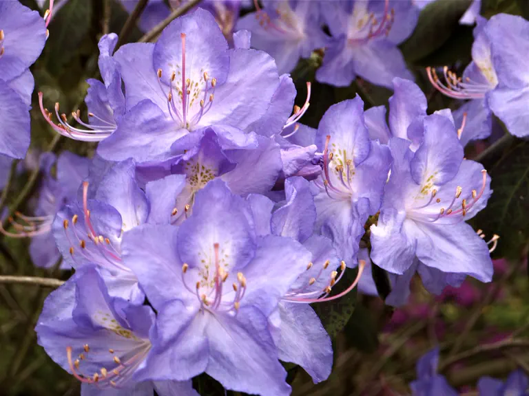 Photo of R. augustinii ssp augustinii 'Fair Sky', Rhododendron Species Selection