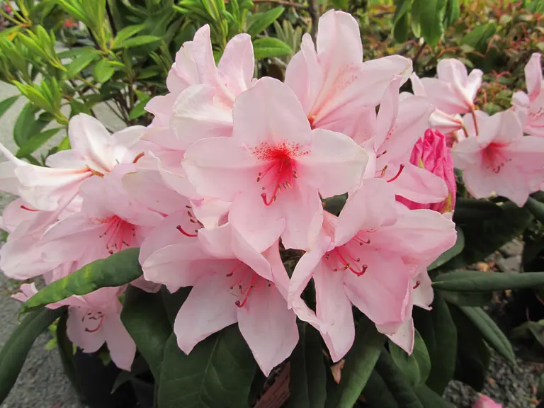Photo of R. 'Helen Johnson', Rhododendron Hybrid