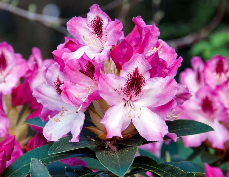 Photo of R. 'Helen Martin', Rhododendron Hybrid