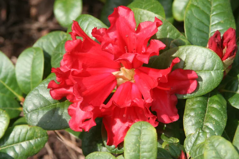 Photo of R. 'Scarlet Wonder', Rhododendron Hybrid