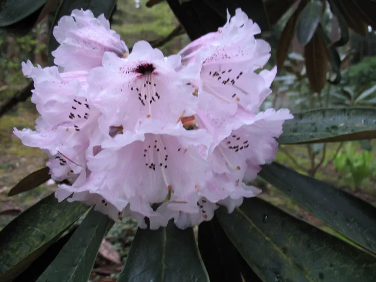 Photo of R. rex ssp rex 'Quartz', Rhododendron Species Selection
