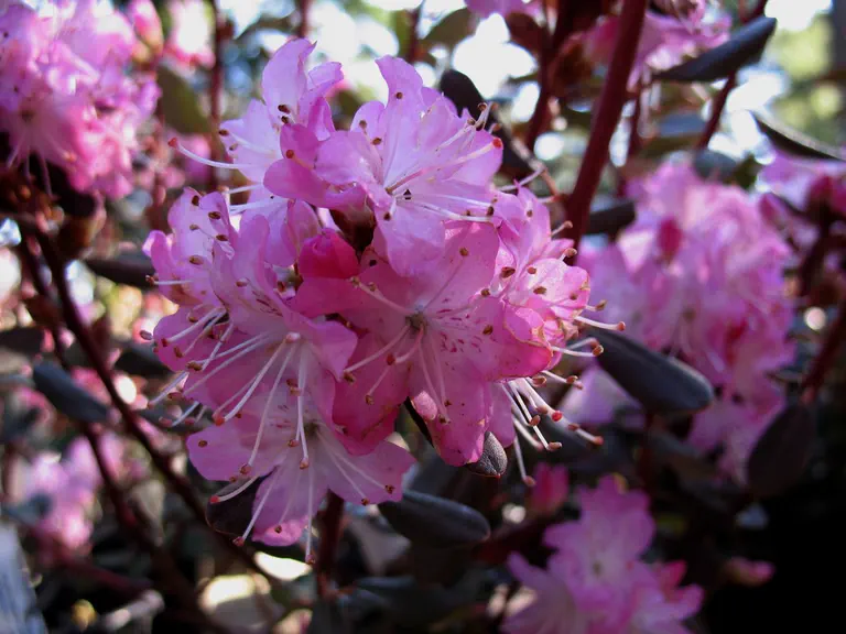 Photo of R. racemosum 'Rock Rose', Rhododendron Species Selection