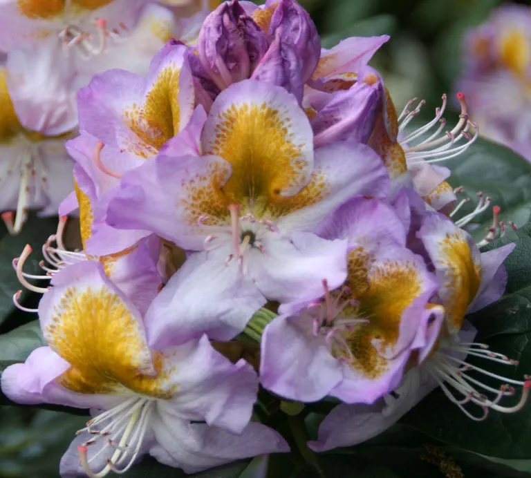 Photo of R. 'Beaufort', Rhododendron Hybrid