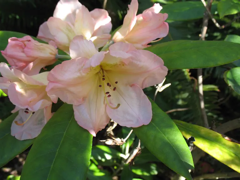 Photo of R. 'Hello Dolly', Rhododendron Hybrid