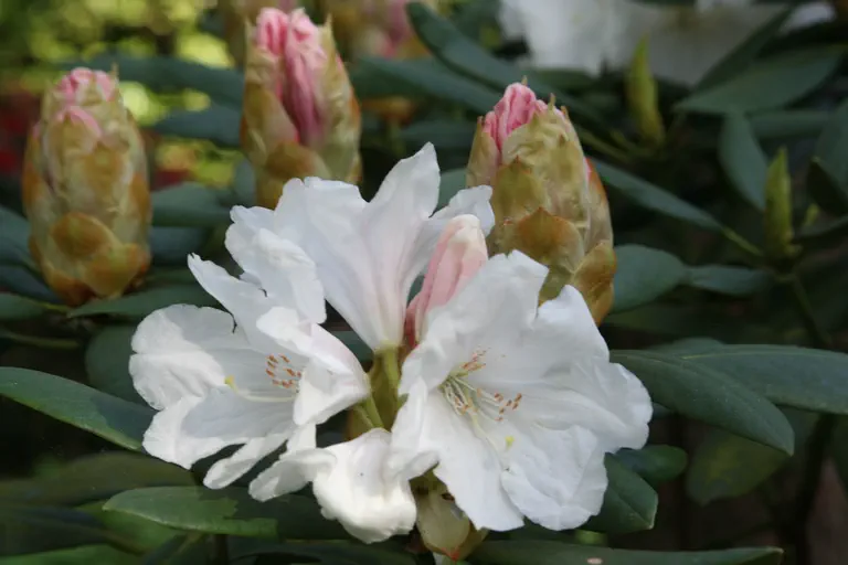 Photo of R. 'Show Boat', Rhododendron Hybrid