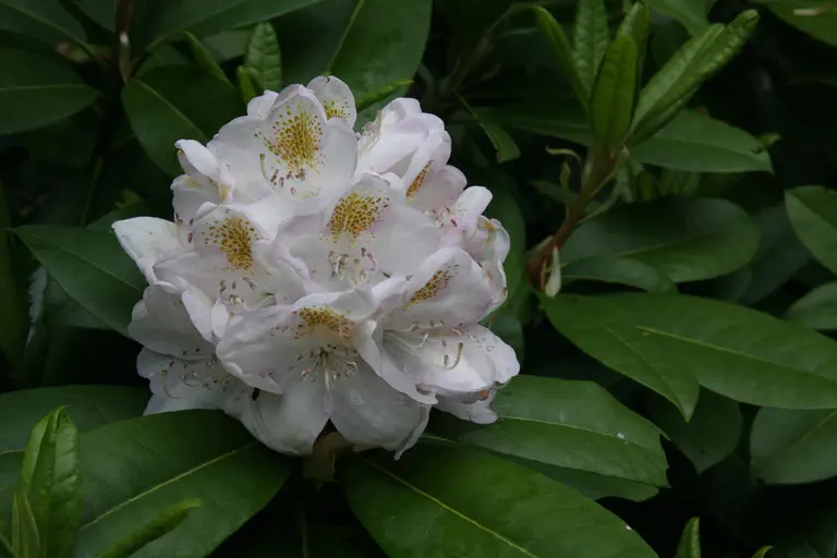 Photo of R. catawbiense 'Catalgla', Rhododendron Species Selection
