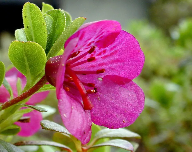 Photo of R. campylogynum 'Patricia', Rhododendron Species Selection