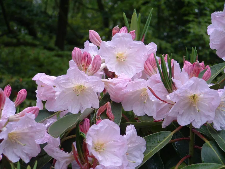 Photo of R. fortunei ssp fortunei 'Sir Charles Butler', Rhododendron Species Selection