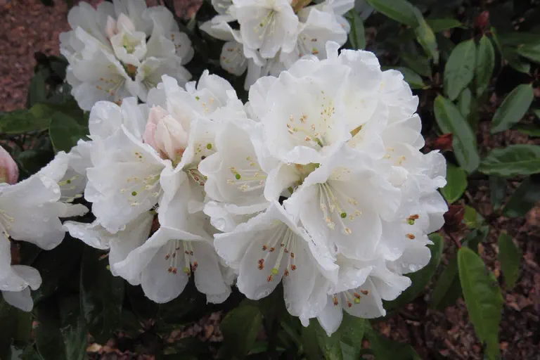 Photo of R. 'Helene Schiffner', Rhododendron Hybrid