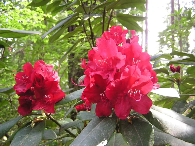 Photo of R. 'Mars', Rhododendron Hybrid