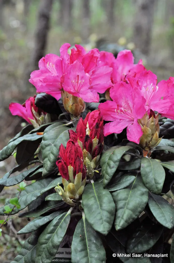 Photo of R. 'Hellikki', Rhododendron Hybrid