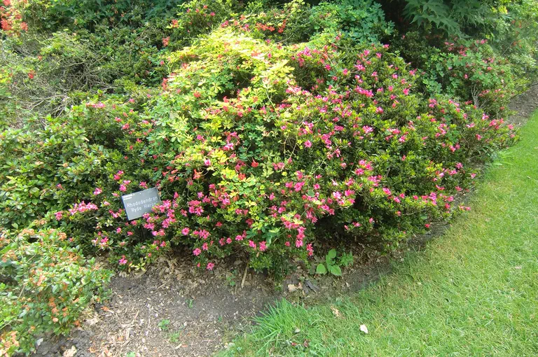 Photo of R. indicum 'Ryde Heron', Rhododendron Species Selection
