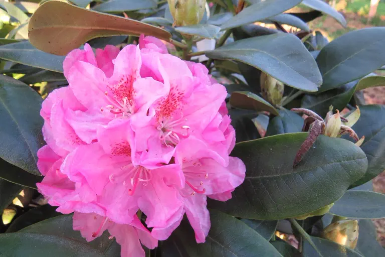 Photo of R. 'Helsinki University', Rhododendron Hybrid
