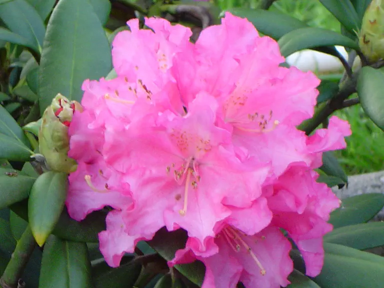 Photo of R. 'Helgoland', Rhododendron Hybrid