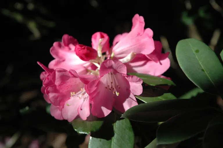 Photo of R. oreodoxa var fargesii 'Barto Rose', Rhododendron Species Selection