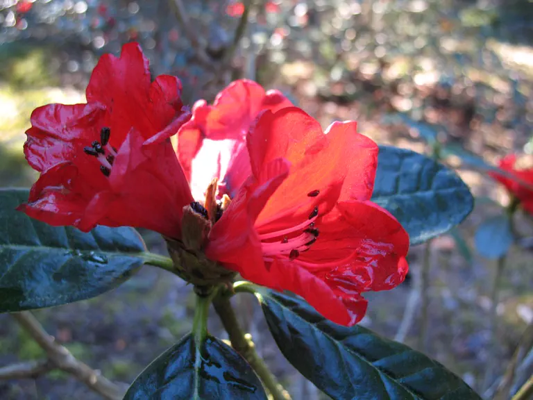 Photo of R. pocophorum var pocophorum 'Cecil Nice', Rhododendron Species Selection