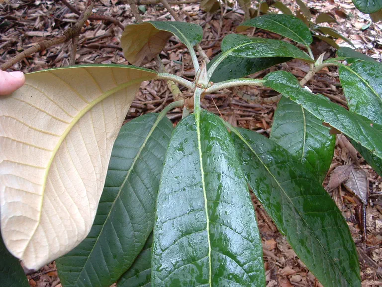 Photo of R. hodgsonii 'Poet's Lawn', Rhododendron Species Selection