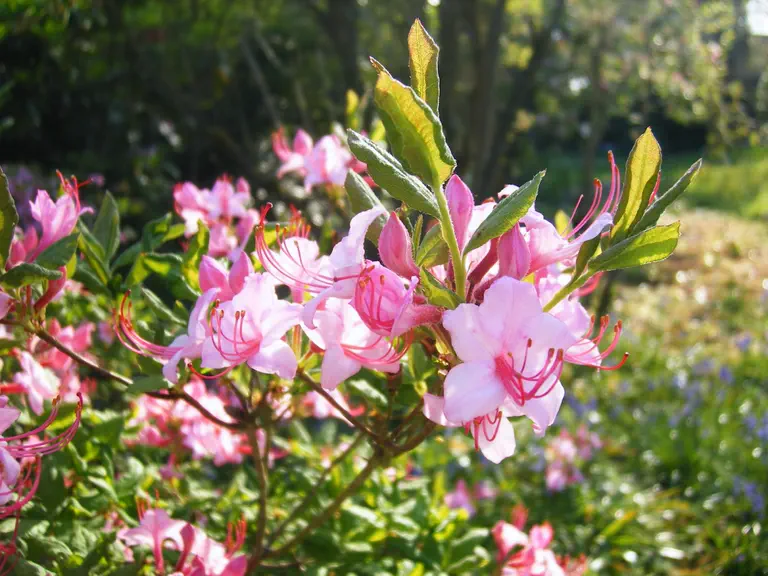 Photo of R. prinophyllum 'Philip Holmes', Rhododendron Species Selection
