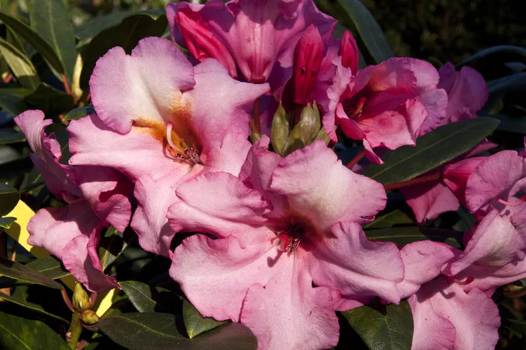 Photo of R. 'Herbstzauber', Rhododendron Hybrid