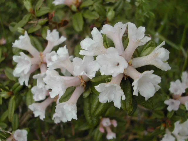 Photo of R. sargentianum 'Liz Ann', Rhododendron Species Selection